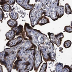 Immunohistochemical staining of human placenta shows strong granular cytoplasmic positivity in trophoblastic cells.
