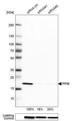 Western blot analysis in U-251MG cells transfected with control siRNA, target specific siRNA probe #1 and #2, using Anti-PPIB antibody. Remaining relative intensity is presented. Loading control: Anti-GAPDH.