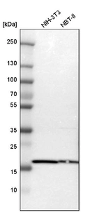 Western blot analysis in mouse cell line NIH-3T3 and rat cell line NBT-II.