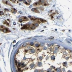 Immunohistochemical staining of human testis using Anti-TGOLN2 antibody HPA012723.