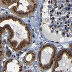 Immunohistochemical staining of human kidney using Anti-TGOLN2 antibody HPA012723.