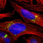 Immunofluorescent staining of human cell line U-2 OS shows localization to the Golgi apparatus.
