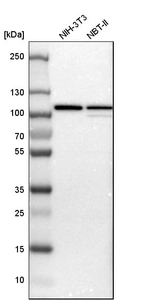 Western blot analysis in mouse cell line NIH-3T3 and rat cell line NBT-II.