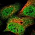 Immunofluorescent staining of human cell line U-2 OS shows localization to nucleoplasm & cytosol.