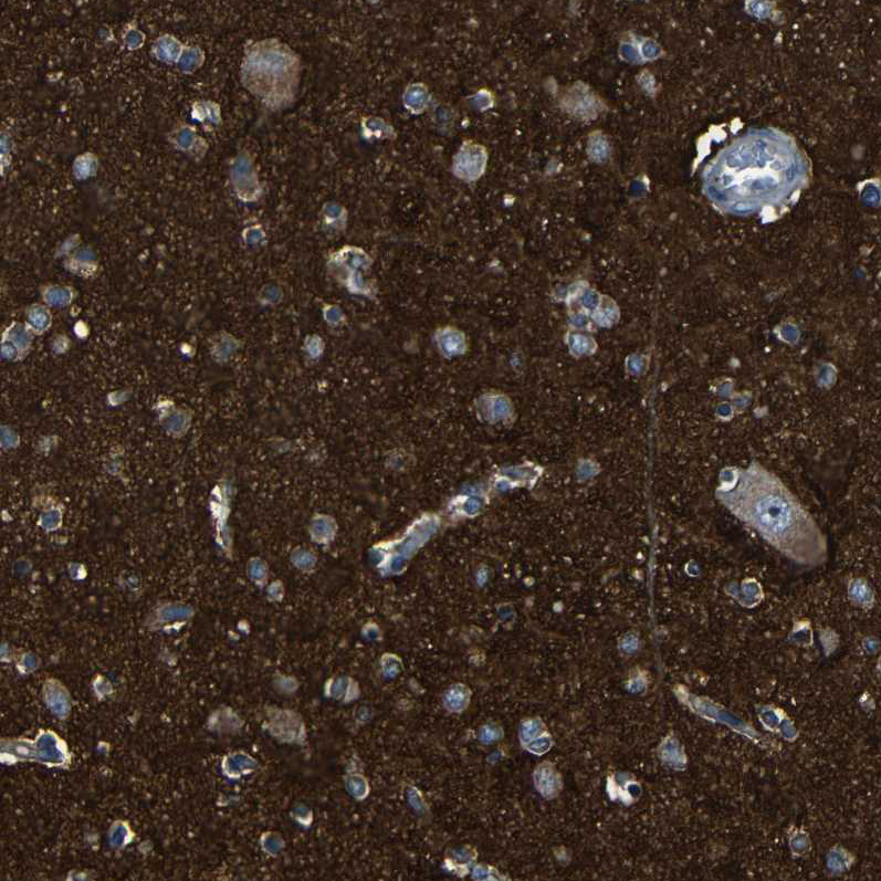 Anti-DNAJC5 Antibody