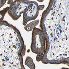 Immunohistochemical staining of human placenta shows strong membranous positivity in trophoblastic cells.