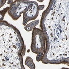 Immunohistochemical staining of human placenta shows strong membranous positivity in trophoblastic cells.
