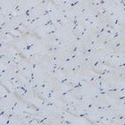 Immunohistochemical staining of human skeletal muscle shows no positivity in myocytes as expected.