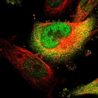 Immunofluorescent staining of human cell line U-251 MG shows localization to nucleoplasm & cytosol.