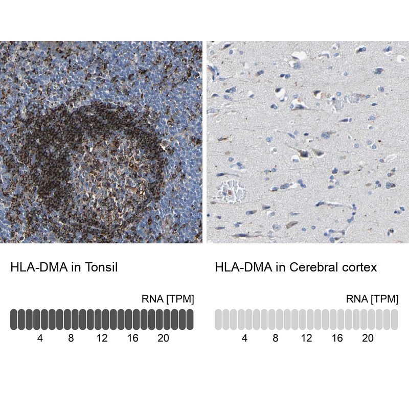 Anti-HLA-DMA Antibody