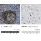 Anti-HLA-DMA Antibody