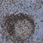 Immunohistochemical staining of human tonsil shows high expression.