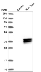 Western blot analysis in control (vector only transfected HEK293T lysate) and HLA-DMA over-expression lysate (Co-expressed with a C-terminal myc-DDK tag (~3.1 kDa) in mammalian HEK293T cells, LY416850).