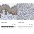 Anti-EML2 Antibody