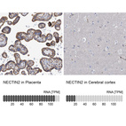 Anti-NECTIN2 Antibody