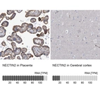 Anti-NECTIN2 Antibody