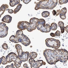 Immunohistochemical staining of human placenta shows moderate membranous positivity in trophoblastic cells.
