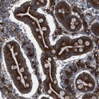 Immunohistochemical staining of human Duodenum shows strong granular cytoplasmic positivity in glandular cells.