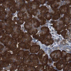 Immunohistochemical staining of human Pancreas shows strong granular cytoplasmic positivity in exocrine glandular cells.