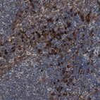 Immunohistochemical staining of human Lymph node shows strong granular cytoplasmic positivity in non-germinal center cells.