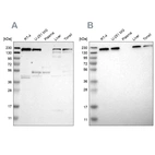 Western blot analysis using Anti-UGGT1 antibody HPA012761 (A) shows similar pattern to independent antibody HPA015127 (B).