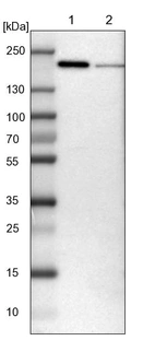 Lane 1: NIH-3T3 cell lysate (Mouse embryonic fibroblast cells)_br/_Lane 2: NBT-II cell lysate (Rat Wistar bladder tumour cells)