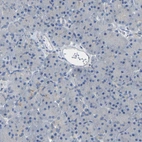Immunohistochemical staining of human pancreas shows no positivity in exocrine glandular cells as expected.