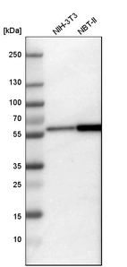 Western blot analysis in mouse cell line NIH-3T3 and rat cell line NBT-II.