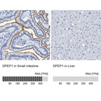 Anti-DPEP1 Antibody