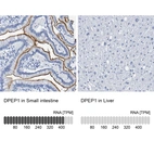 Anti-DPEP1 Antibody