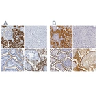 Immunohistochemical staining of human kidney, liver, small intestine and testis using Anti-DPEP1 antibody HPA012783 (A) shows similar protein distribution across tissues to independent antibody HPA009426 (B).