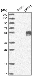 Western blot analysis in control (vector only transfected HEK293T lysate) and DPEP1 over-expression lysate (Co-expressed with a C-terminal myc-DDK tag (~3.1 kDa) in mammalian HEK293T cells, LY401402).
