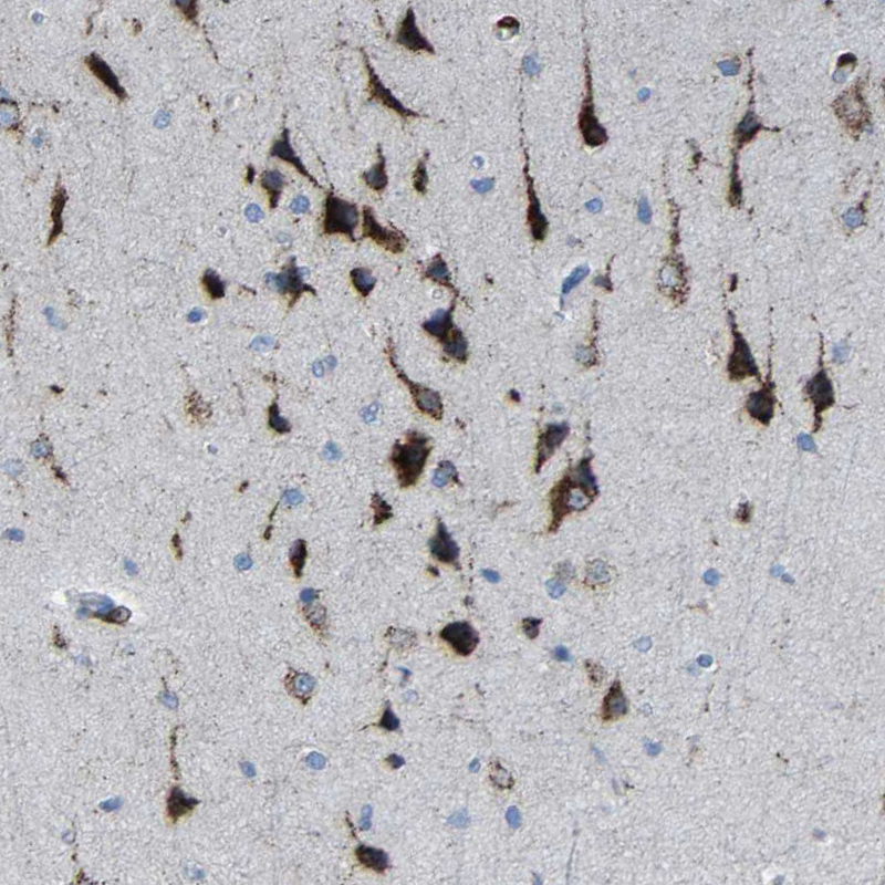 Anti-PLD3 Antibody