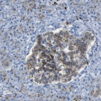 Immunohistochemical staining of human pancreas shows moderate granular cytoplasmic positivity in islets of Langerhans.