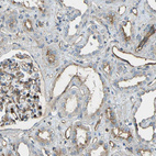 Immunohistochemical staining of human kidney shows moderate to strong membranous positivity in endothelial cells of blood vessels and renal glomeruli.