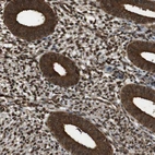 Immunohistochemical staining of human endometrium shows strong nuclear and cytoplasmic positivity in glandular cells.