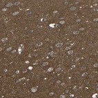 Immunohistochemical staining of human cerebral cortex shows strong positivity in neuropil.