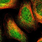 Immunofluorescent staining of human cell line U-2 OS shows localization to nuclear bodies & cytosol.