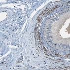 Immunohistochemical staining of human epididymis shows high expression.