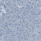 Immunohistochemical staining of human pancreas shows low expression as expected.