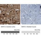 Anti-MAP2 Antibody