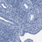 Immunohistochemical staining of human endometrium shows no positivity in glandular cells as expected.