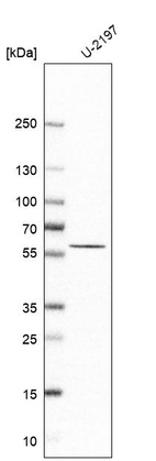 Western blot analysis in human cell line U-2197.