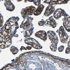 Immunohistochemical staining of human placenta shows strong membranous positivity in trophoblastic cells.