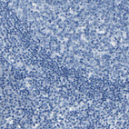 Anti-FBN2 Antibody