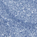 Immunohistochemical staining of human lymph node shows no positivity in non-germinal center cells as expected.