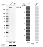 Western blot analysis in human cell lines U2OS and A-431 using Anti-FBN2 antibody. Corresponding FBN2 RNA-seq data are presented for the same cell lines. Loading control: Anti-PARP1.