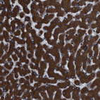 Anti-APMAP Antibody