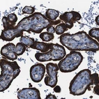 Immunohistochemical staining of human placenta shows strong cytoplasmic positivity in trophoblastic cells.