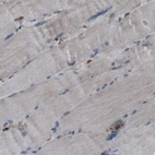 Immunohistochemical staining of human skeletal muscle shows very weak positivity in myocytes.